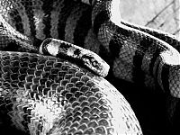 Fauna & Flora: world's deadliest snake