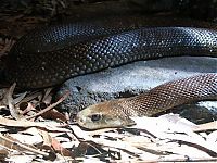 TopRq.com search results: world's deadliest snake