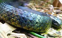 Fauna & Flora: world's deadliest snake