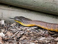 TopRq.com search results: world's deadliest snake