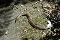 TopRq.com search results: world's deadliest snake