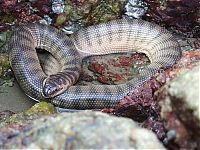 TopRq.com search results: world's deadliest snake