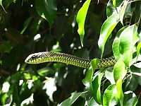 TopRq.com search results: world's deadliest snake