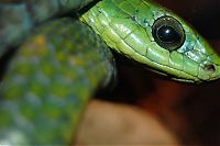 TopRq.com search results: world's deadliest snake