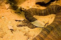 TopRq.com search results: world's deadliest snake