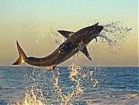 Fauna & Flora: great white shark hunting