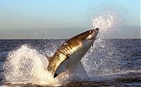 Fauna & Flora: great white shark hunting