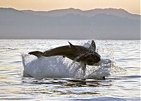 Fauna & Flora: great white shark hunting