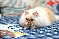 TopRq.com search results: himalayan cat