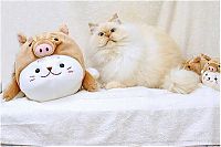 TopRq.com search results: himalayan cat