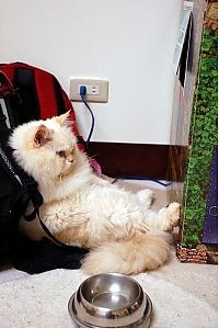 TopRq.com search results: himalayan cat