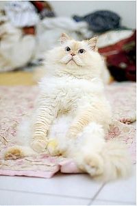 TopRq.com search results: himalayan cat