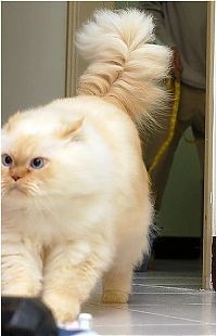 TopRq.com search results: himalayan cat