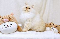 TopRq.com search results: himalayan cat