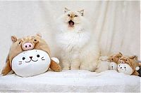 TopRq.com search results: himalayan cat