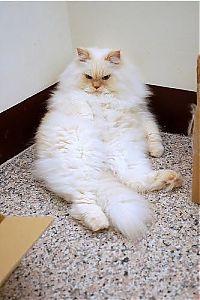 TopRq.com search results: himalayan cat