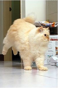 Fauna & Flora: himalayan cat