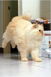 TopRq.com search results: himalayan cat