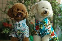 Fauna & Flora: dogs in hawaiian shirts