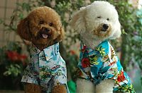 TopRq.com search results: dogs in hawaiian shirts