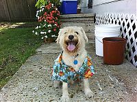 Fauna & Flora: dogs in hawaiian shirts