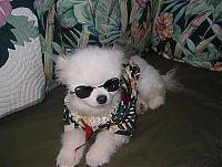 Fauna & Flora: dogs in hawaiian shirts