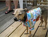 Fauna & Flora: dogs in hawaiian shirts