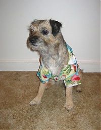 Fauna & Flora: dogs in hawaiian shirts