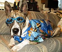 Fauna & Flora: dogs in hawaiian shirts