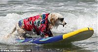 Fauna & Flora: dogs in hawaiian shirts