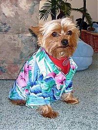 Fauna & Flora: dogs in hawaiian shirts