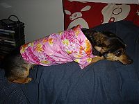 TopRq.com search results: dogs in hawaiian shirts