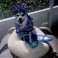 Fauna & Flora: dogs in hawaiian shirts