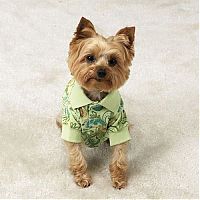 Fauna & Flora: dogs in hawaiian shirts