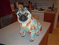 Fauna & Flora: dogs in hawaiian shirts