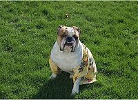 TopRq.com search results: dogs in hawaiian shirts