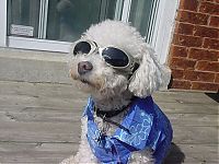 TopRq.com search results: dogs in hawaiian shirts