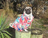 Fauna & Flora: dogs in hawaiian shirts