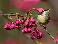 Fauna & Flora: bird photography