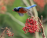 Fauna & Flora: bird photography