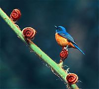 Fauna & Flora: bird photography