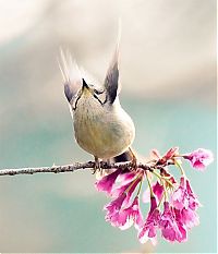 Fauna & Flora: bird photography