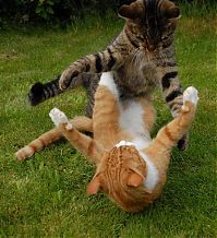 Fauna & Flora: cat fight