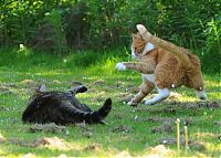 Fauna & Flora: cat fight