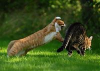 Fauna & Flora: cat fight