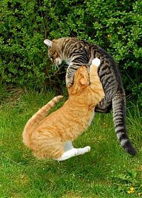 Fauna & Flora: cat fight