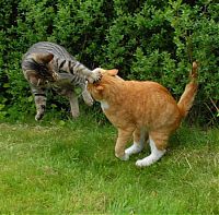 Fauna & Flora: cat fight