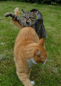 Fauna & Flora: cat fight