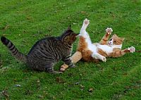 Fauna & Flora: cat fight