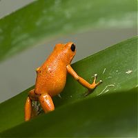 TopRq.com search results: orange color animals